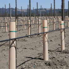 Baumschutzschild aus UV-behandeltem PP-Kunststoff (Correx) - Baumschutzschild für Jungbäume / Baum-Set / Baumschutzhülle - Blatt thumbnail-3