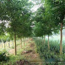 One Chinese Tallow Tree With a Trunk Diameter of 8 cm at Breast Height in 2020 for Sale thumbnail-4