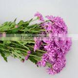 Good Quality Hotsell Factory Direct Flock Chrysanthemum thumbnail-6