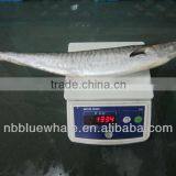 1000-2000g Spanish Mackerel Scomberomorus Niphonius