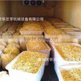 Automatic Bean Sprout Machine/Soybean Sprout Machine/Mung Bean Sprout Machine thumbnail-4