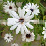 Tube Rose Bulb Plants thumbnail-1