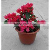 Bougainvillea for Garden Plant thumbnail-2