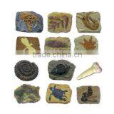 Fossil Photo Frame Dig Kit, 4 Assorted, 12pcs per Display. thumbnail-5