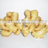 FRESH INDIAN GINGER / GARLIC / GINGER ADRAK FRESH FOR EXPORT thumbnail-1