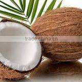Fresh Indian Coconut in Semi Husked thumbnail-2