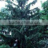Picea Abies Plant