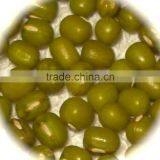 JSX Dried Mung Bean Price Small Size Selected Price for Green Mung Beans thumbnail-2