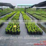 Black Weed Barrier Fabric/Anti Grass Cloth thumbnail-6