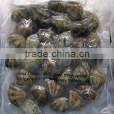 CHINESE LOCAL FACTORY LOCAL MATERIALS CLAM WITH SHELL VACCUM thumbnail-1