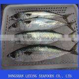 Frozen Mackerel Good Qualtiy Cheap thumbnail-1
