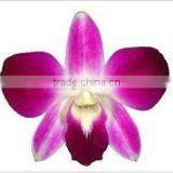 Thailand Best Quality D-004 Dendrobium Sonia Orchid thumbnail-1