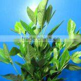 Color promotional hot sell Gardenia Leaves