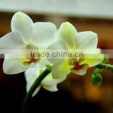 Gift Classical Decor Flower Orchid White thumbnail-6