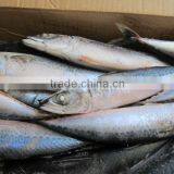Frozen Mackerel