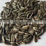 Black Sunflower Seed From China Market Price thumbnail-1