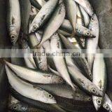 Scombor Japonicus Frozen Pacific Mackerel Multiple Size Light Catch Land Frozen, Unit Size: 4-5pcs/kg, 150-250gr thumbnail-1