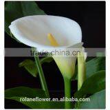 Beautiful Natural fresh cut colorful calla lily flowers for decoration