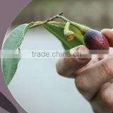 New crop Laurel Berry Oil , bay leaves seed oil ,cold press oil