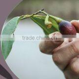 New crop Laurel Berry Oil , bay leaves seed oil ,cold press oil