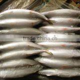 Frozen Whole Round Mackerel Size 200-300g/pcs for Sale