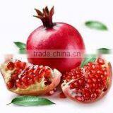 Indian Fresh Pomegranate