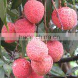 Fresh Lichi thumbnail-1