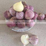 YUYUAN Brand Hot Sail Fresh Garlic Commercial Garlic Peeler thumbnail-6