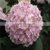 Wholesale Cheap Fresh Cut Hydrangea Flowers thumbnail-4
