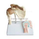 Shoulder Plastic Education Human Body Anatomy Model thumbnail-2