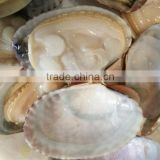 high quality frozen short necked clam