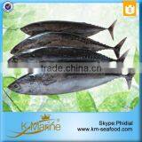 Carton or Woven Bag Packed Fat Content 16%-18% Bonito For Tuna Canning thumbnail-3