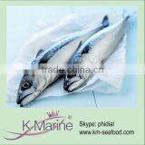 Frozen Mackerel for Can Food Lot Number#kmw4028 thumbnail-1