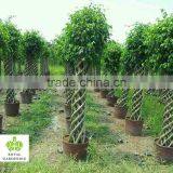 Ficus Microcarpa Cage Shape thumbnail-1