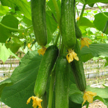 Quality High Yield Short Fruit Kind Hybrid Cucumber Seeds SXC No.8 thumbnail-4
