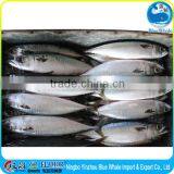 Best Price BQF Light Caught Frozen Pacific Mackerel Price
