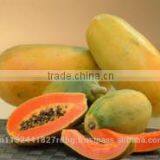 Fresh Papya Exporters in India thumbnail-5