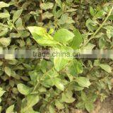 Henna Natural Henna ( Menhdi ) 100% Pure Hair Dye thumbnail-6