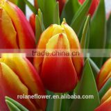 wide variety hot sale big size indoor decoration flowers bright red tulip flower