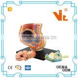 V-HM02 4D MASTER The Parent Organization of Human Uterus With the Fetus Assembled Model Quality Choice thumbnail-2