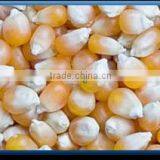 Yellow Maize thumbnail-1