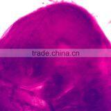 Chick Embryo Prepared Slides thumbnail-2
