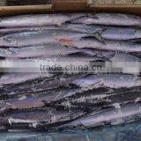 fishing mackerel bait frozen pacific saury for India