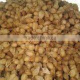 Fresh Indian Coconut in Semi Husked thumbnail-5