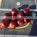 HOT SALE/ BEST QUALITY RED ONIONS Export to Any Country thumbnail-6