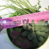 Brand Name Plastic Small Multicapacity Process Artificial Round Plate Bonsai Decor thumbnail-2