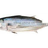 Frozen Skipjack Tuna thumbnail-1