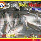 FROZEN SHORT BODY MACKEREL WHOLE ROUND thumbnail-2