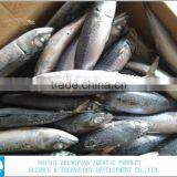 Best Price For Canned Frozen Mackerel Fish thumbnail-1