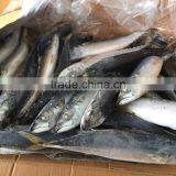 Frozen Mackerel 300-400g 2016 thumbnail-1